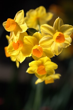 Jonquils Yellow